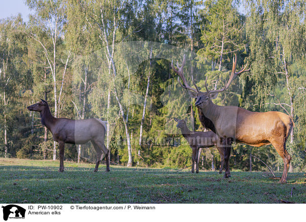 American elks / PW-10902