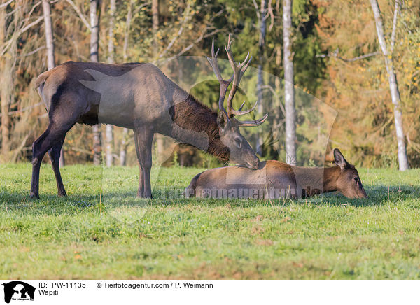 Wapiti / PW-11135