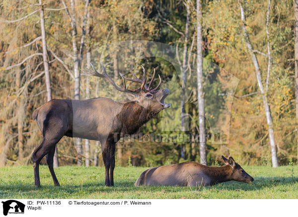 Wapiti / PW-11136
