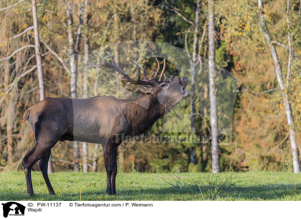 Wapiti / Wapiti / PW-11137