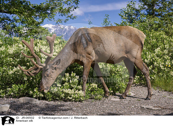 Wapiti / American elk / JR-06502
