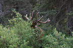 elk