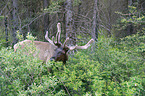 elk