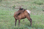 elk and bird