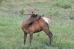 elk and bird