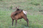 elk and bird