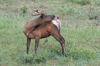 elk and bird