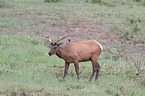 elk and bird
