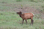 elk and bird