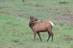 elk and bird