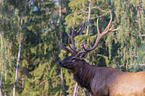 American elk