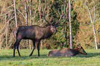 Wapiti