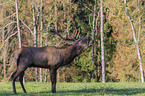 Wapiti