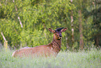 American elk