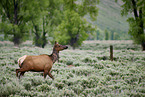 American elk