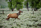 American elk