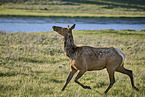 American elk