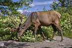 American elk