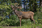 American elk