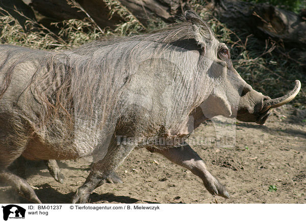 Warzenschwein / wart hog / BM-01237