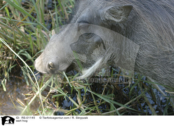 wart hog / RS-01145