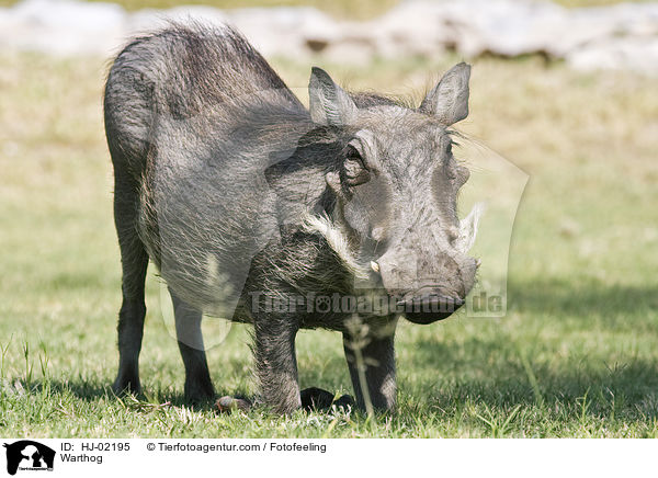 Warzenschwein / Warthog / HJ-02195