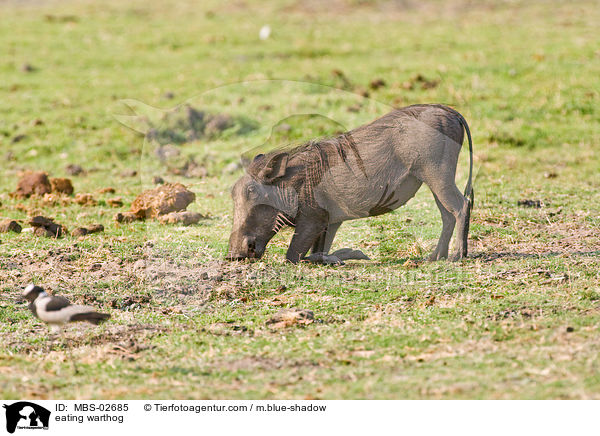 eating warthog / MBS-02685