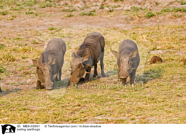 eating warthogs / MBS-02691
