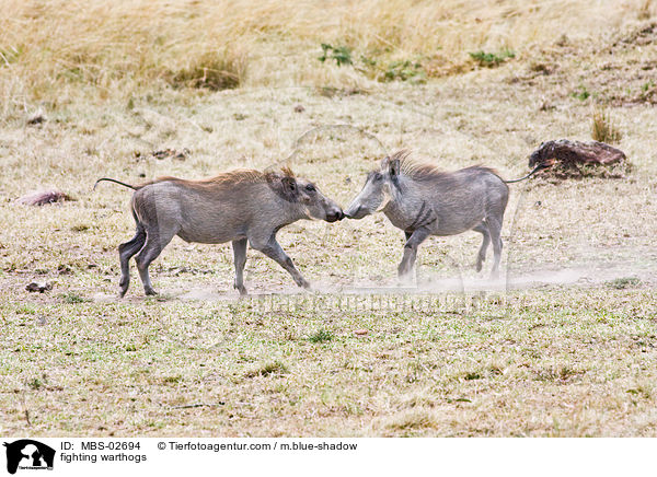 fighting warthogs / MBS-02694