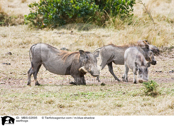 warthogs / MBS-02695