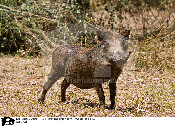 warthog / MBS-02696