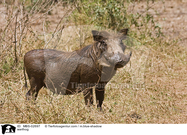 warthog / MBS-02697