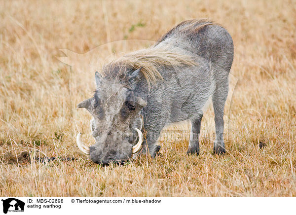 fressendes Warzenschwein / eating warthog / MBS-02698