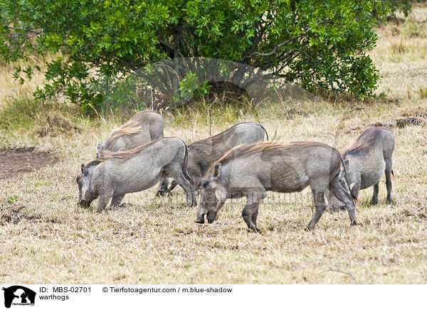 warthogs / MBS-02701