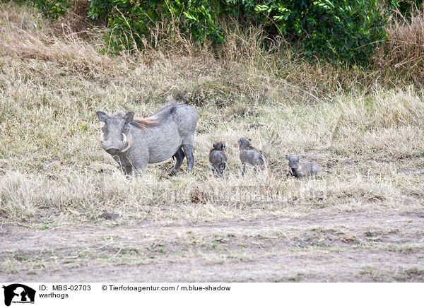 warthogs / MBS-02703