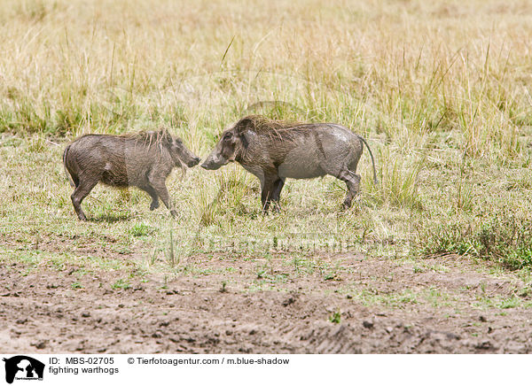 fighting warthogs / MBS-02705