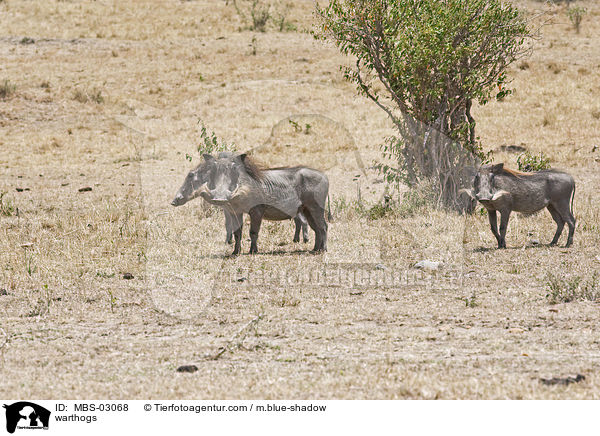 warthogs / MBS-03068