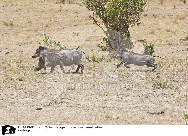 Warzenschweine / warthogs / MBS-03069