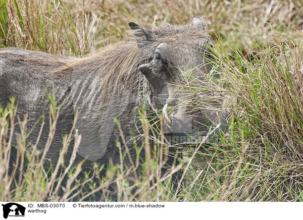 Warzenschwein / warthog / MBS-03070