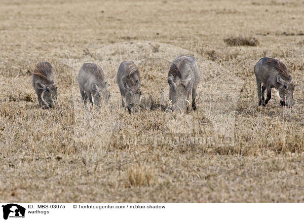 Warzenschweine / warthogs / MBS-03075
