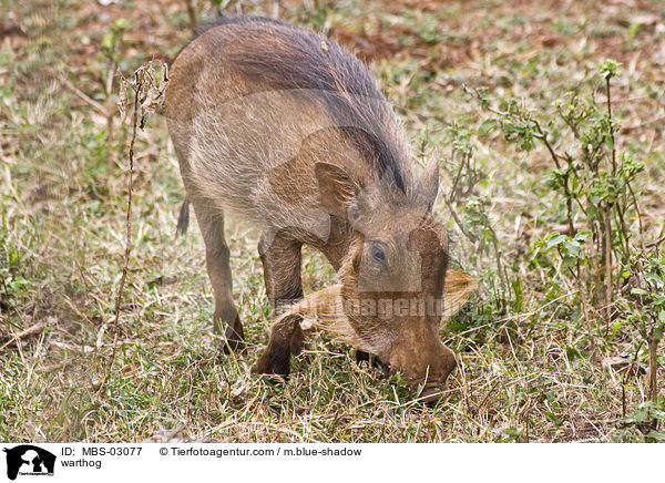 Warzenschwein / warthog / MBS-03077
