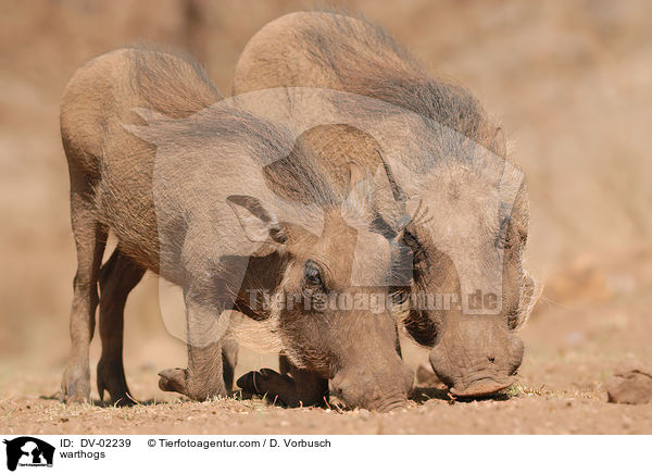 warthogs / DV-02239
