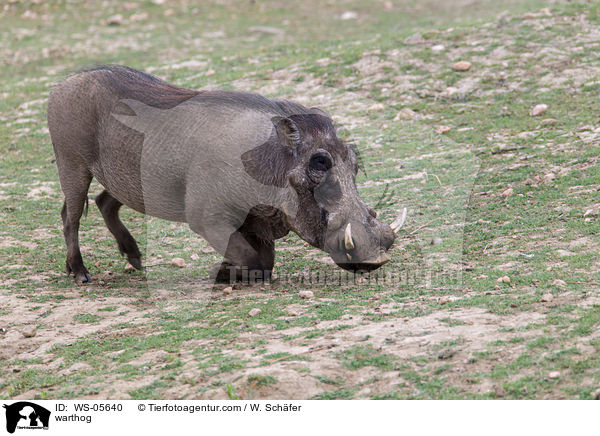 warthog / WS-05640