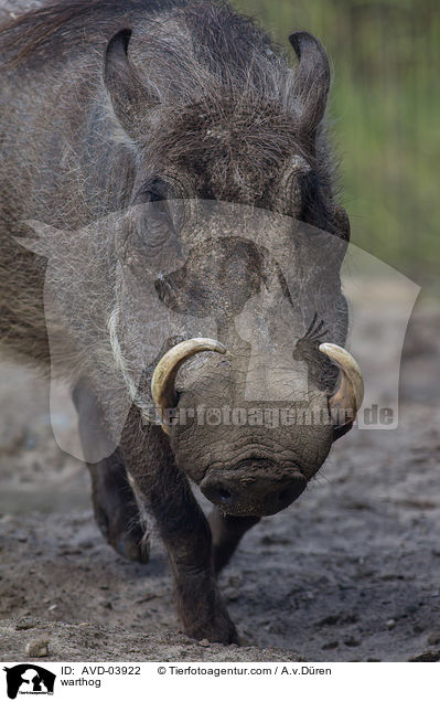 warthog / AVD-03922