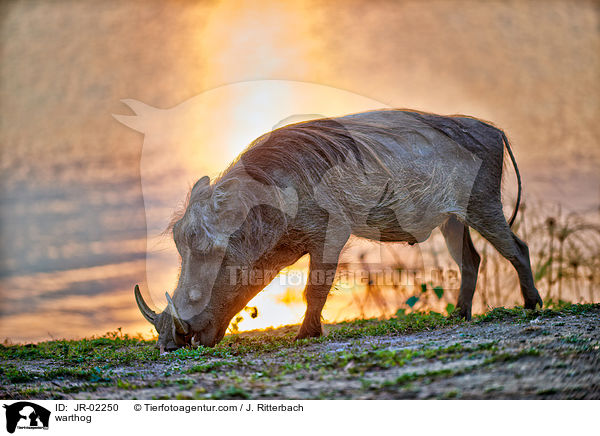 Warzenschwein / warthog / JR-02250