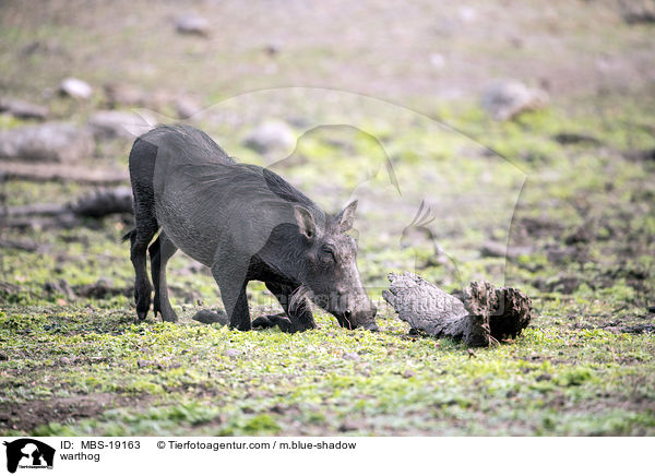 Warzenschwein / warthog / MBS-19163