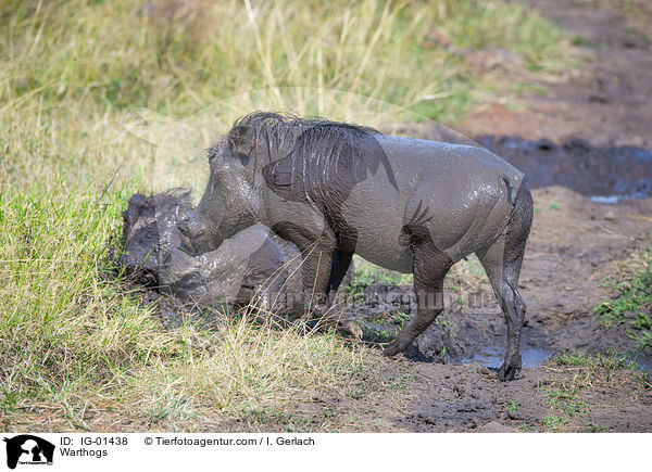 Warzenschweine / Warthogs / IG-01438