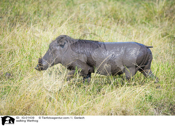 walking Warthog / IG-01439