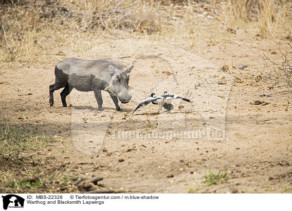 Warthog and Blacksmith Lapwings / MBS-22328