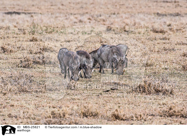 warthogs / MBS-25821